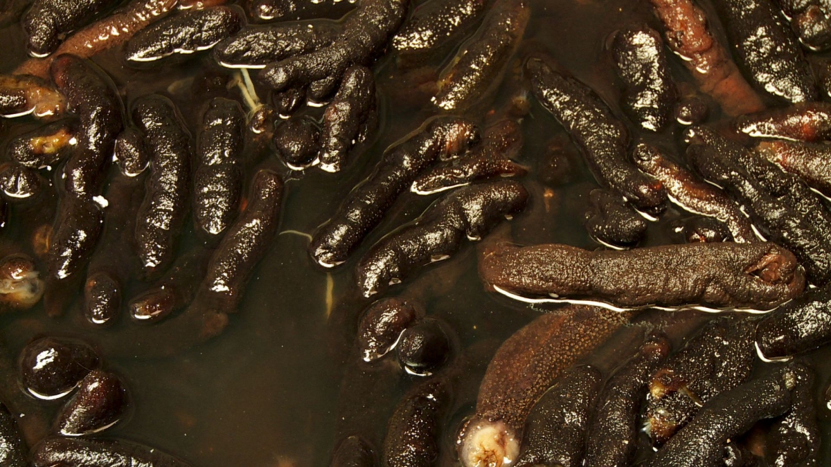 What is this? (Hint: you'll find these on the bottom of the ocean...) 